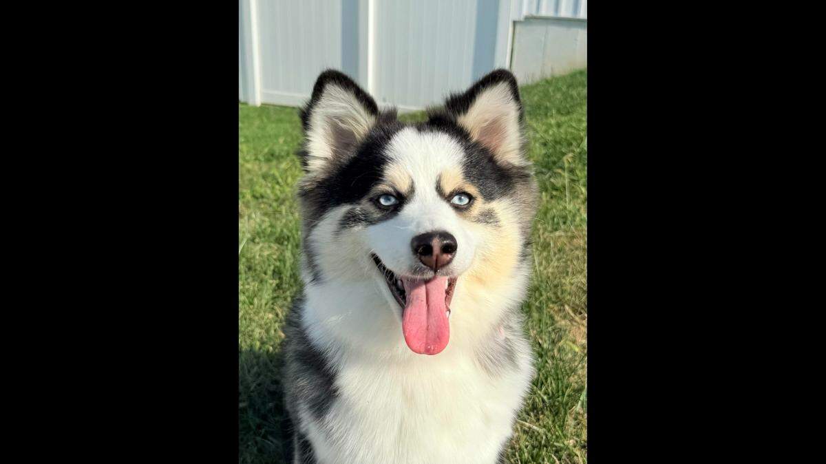 Zoey, seen in this undated picture, was recently voted the cutest dog in our subscriber-only poll.
