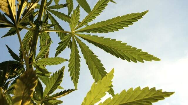 In their own words: Missouri leaders, including a toxicologist, on medical marijuana