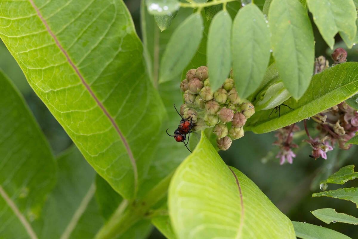 Two red milkweed bugs carry on the cycle of life at the Knoll Family Wildlife Sanctuary in Edwardsville.