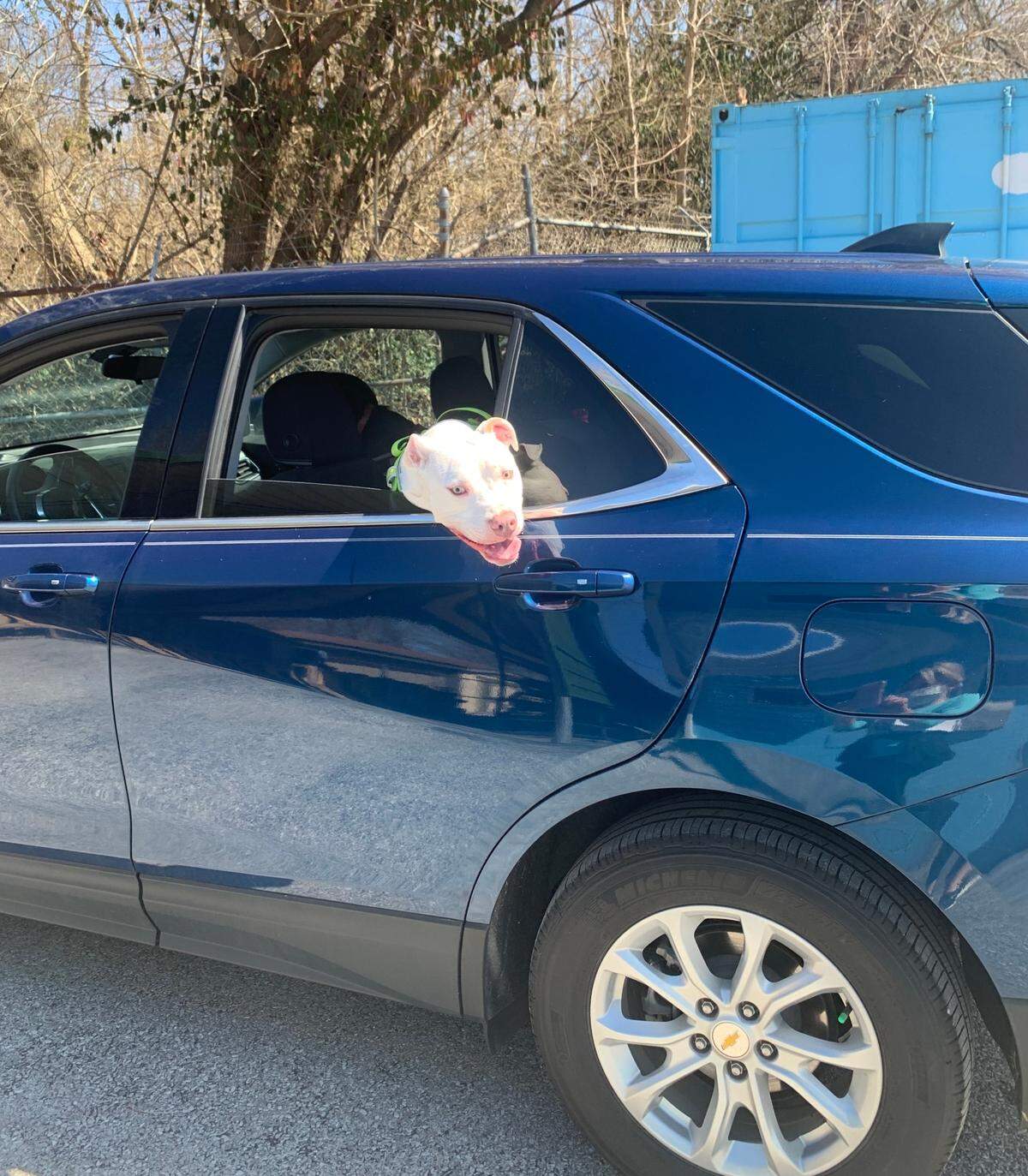 If your car is too hot for you, it’s too hot for your dog. In her latest piece, BND columnist Michelle Meehan Schrader writes about the tragic dangers of leaving dogs in hot cars during the summer. For the record, this dog was not locked in a hot car.