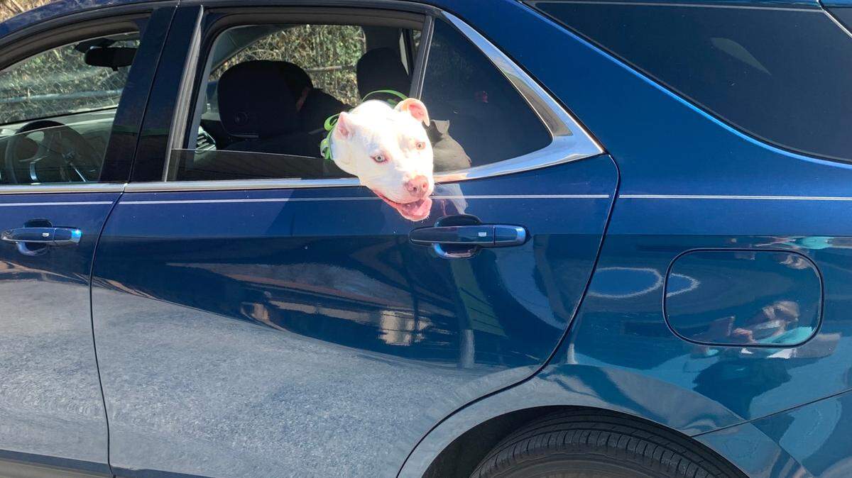 If your car is too hot for you, it’s too hot for your dog. In her latest piece, BND columnist Michelle Meehan Schrader writes about the tragic dangers of leaving dogs in hot cars during the summer. For the record, this dog was not locked in a hot car.