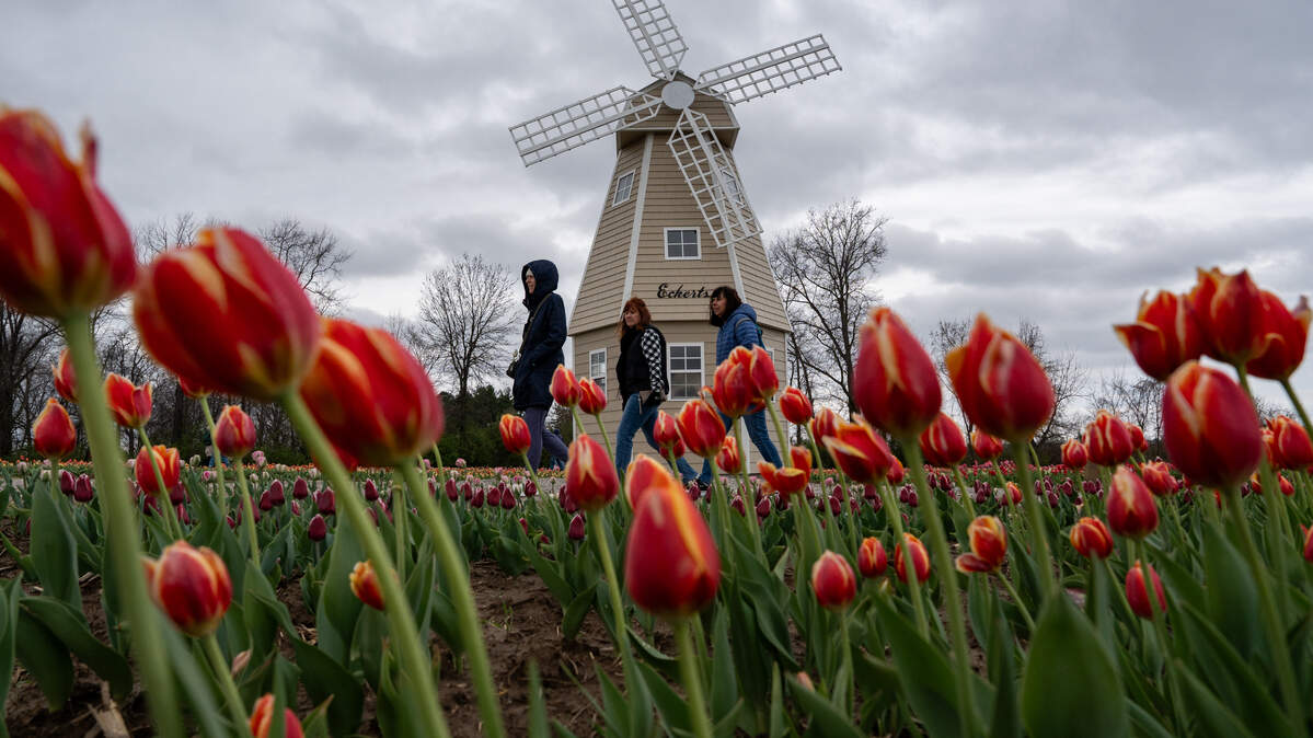People enjoying flowers walk through the Eckert’s Farm Tulip Trail on Friday in Belleville.