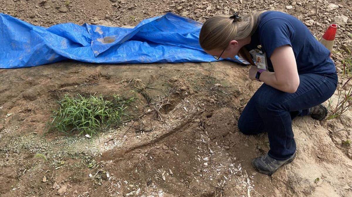 A construction worker at Principia College in Elsah stumbled on bone pieces of a mammoth or mastodon. Excavations hope to find a skeleton.