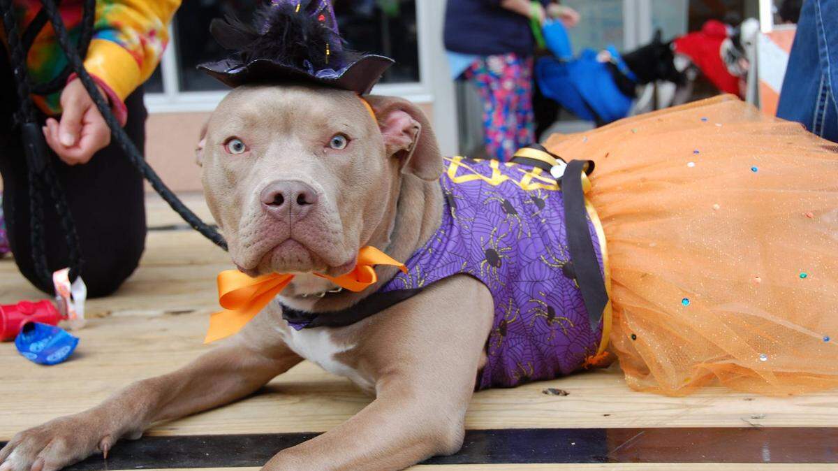 A lazy blue-eyed dog in a tutu is one of the things you might see at the annual Howl’oween Parade Oct. 28 in Belleville.