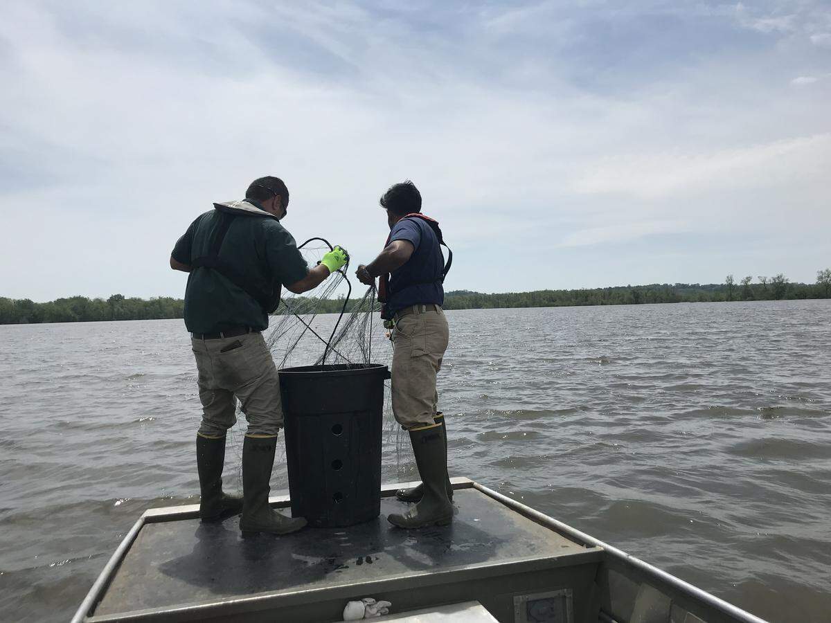 Salvador Mondragon and his research assistant, Sindupa DeSilva, pull up nets from a private lake in Cape Girardeau, Missouri, they were using to capture alligator gar.