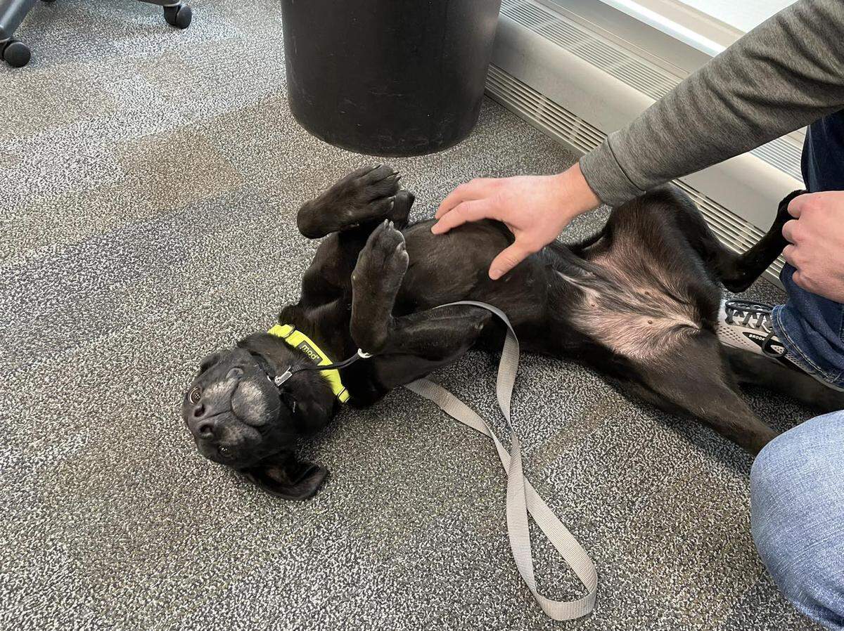 O’Fallon’s new Public Safety Comfort Dog, Jujube, gets belly rubs.