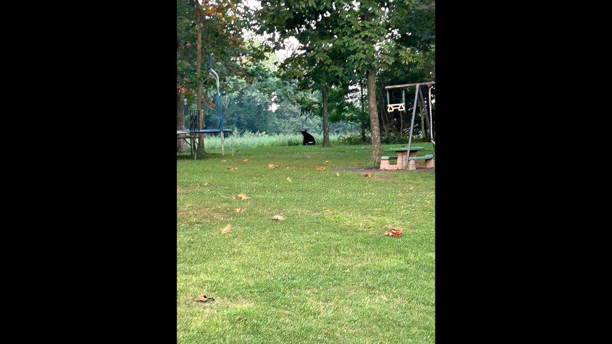 The Williamson County Sheriff’s Office released this photo of a black bear spotted in the eastern part of the county on Thursday morning.