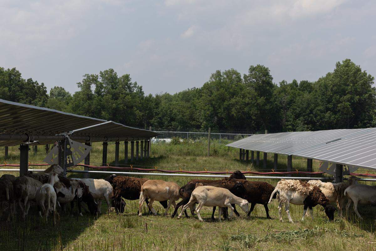 Sheep cross between solar panels while grazing a solar farm site in Salem, Ill.