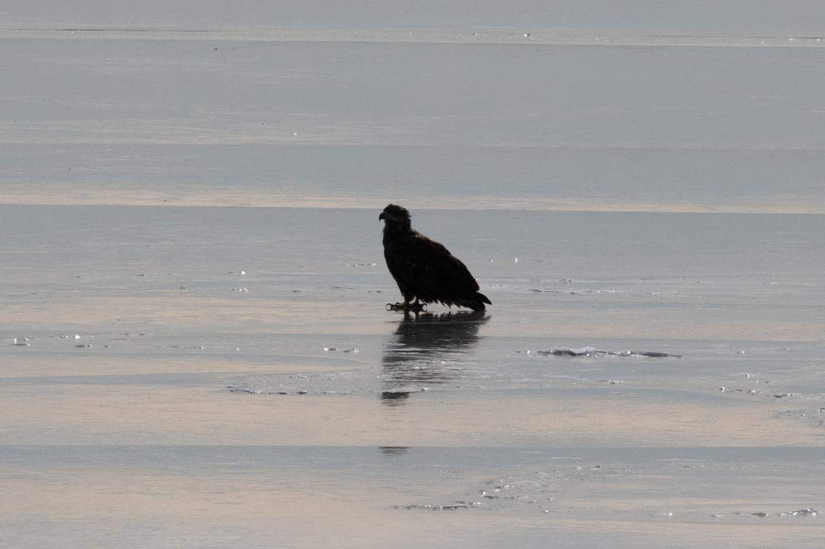 A juvenile eagle rests on an iced over Mississippi River in Alton, Ill. on Jan. 23, 2025.