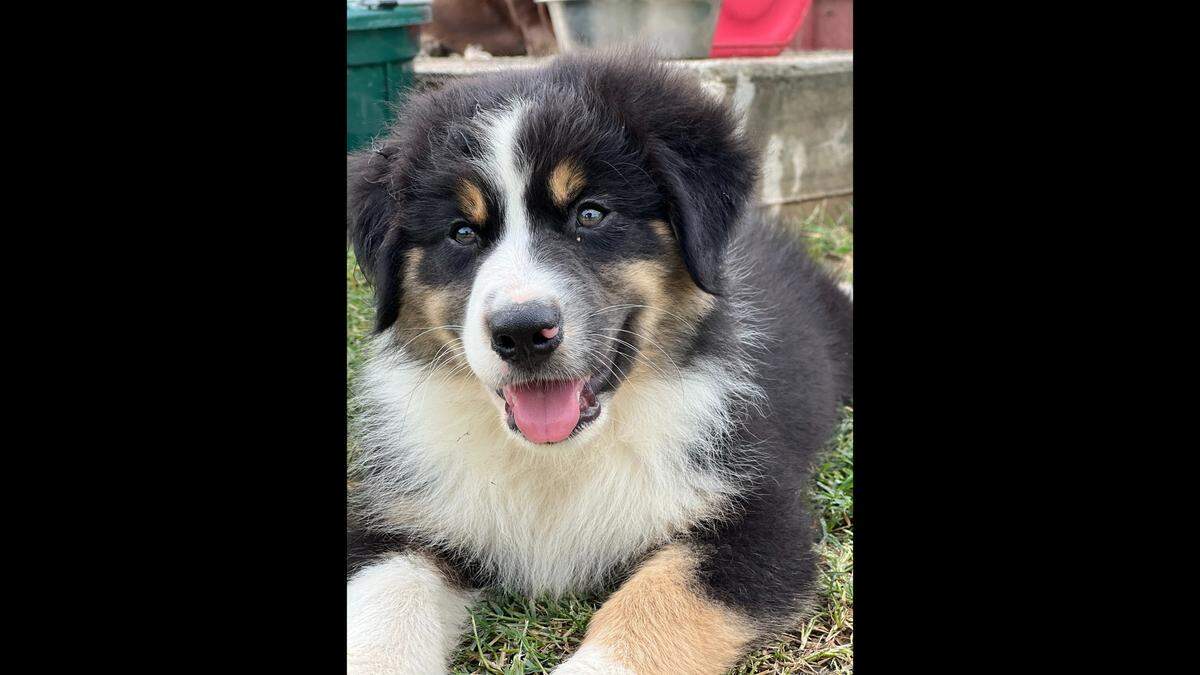 Presto, an Australian shepherd puppy that died in a van fire on Interstate 270 in Glen Carbon Friday night.