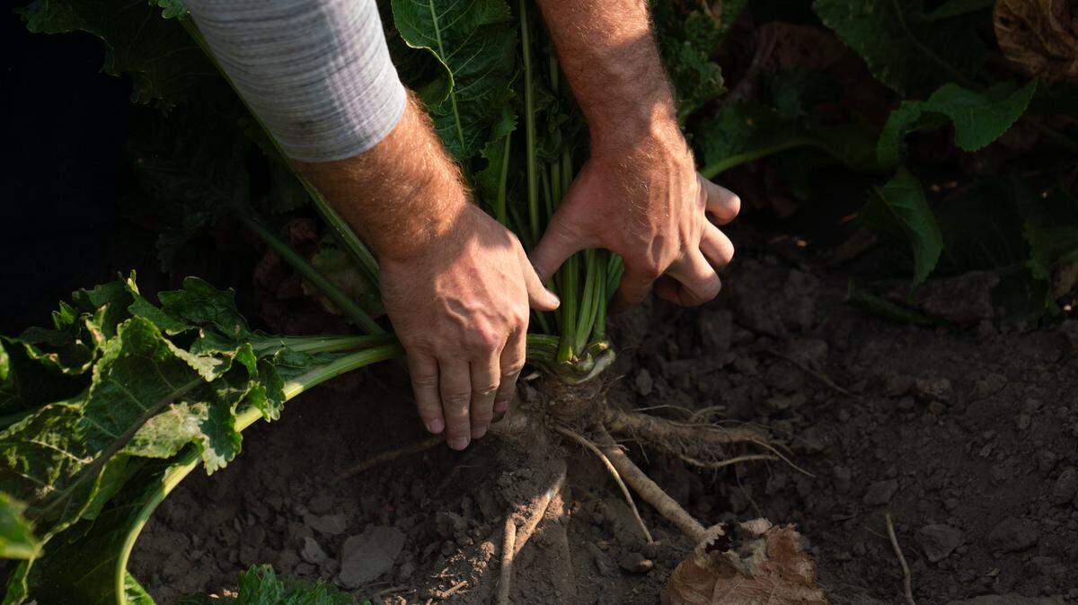 Matt McMillin pulls back the leaves on a horseradish plant to show off the roots below, the main staple of the crop. These plants grow taproots and secondary roots. It’s the taproots that are usually sold as produce grade or are more valued for their size and quality.