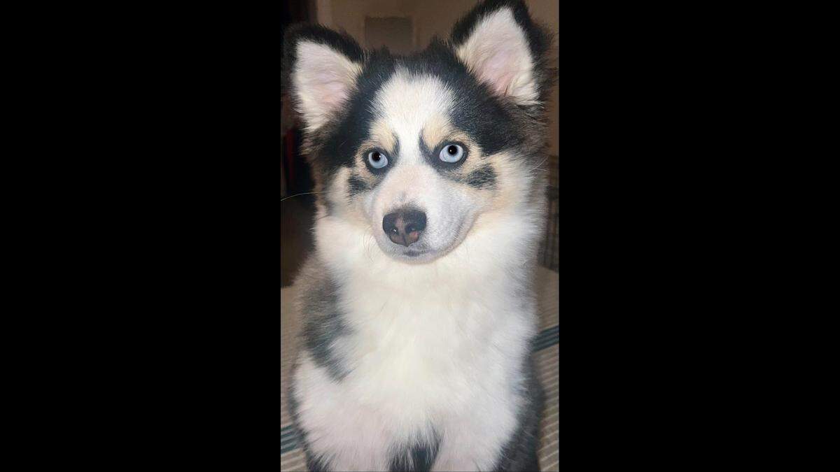 Zoey has two human brothers and two canine siblings.