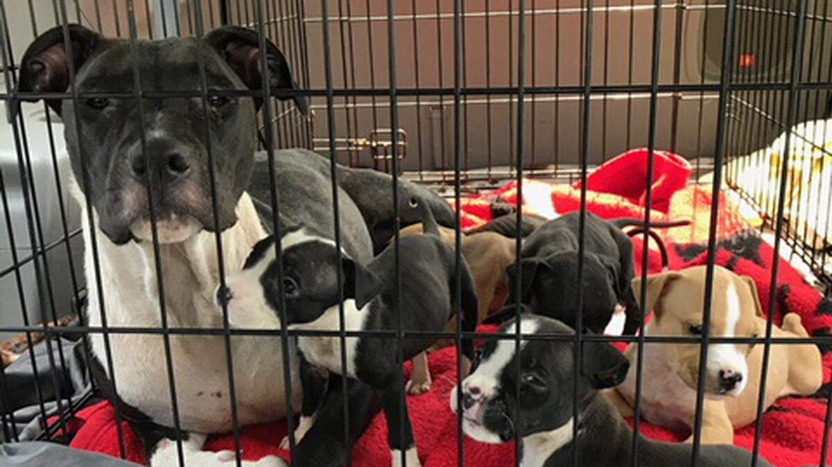 Helping Strays animal shelter in Monroe County has taken in a mother dog and her litter of nine puppies after they were abandoned in Poplar Bluff, Mo. Once the puppies, which are pit bull-terrier mixes, have been nursed back to health, they should be available for adoption.