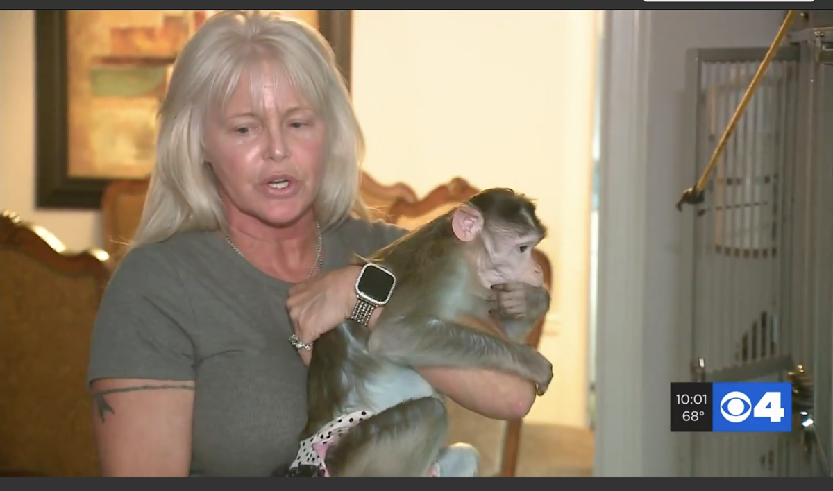 Texanne McBride-Teahan says her three monkeys are trained as her service animals, reports say.