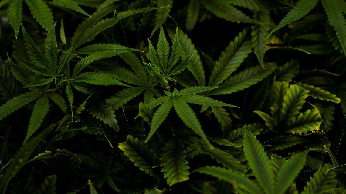 Missouri health department warns residents of cannabis derivatives. Here’s why