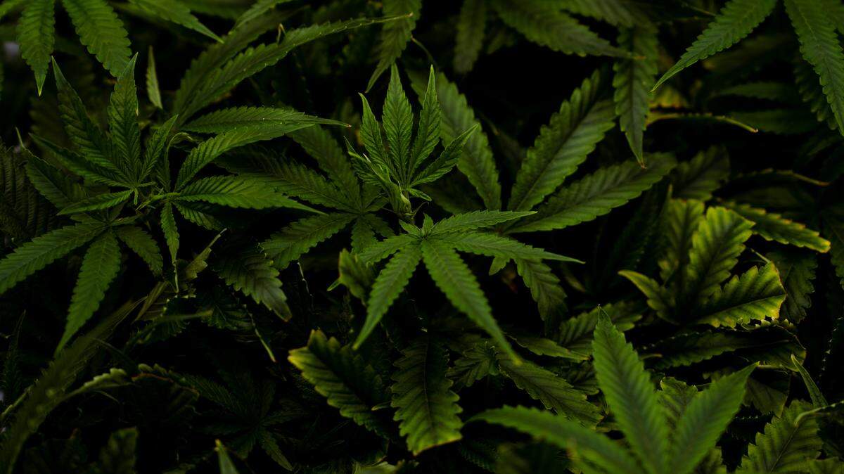 Hundreds of cannabis plants sit in a humidity-controlled grow room on Thursday, Jan. 18, 2024, at a BeLeaf Medical Company cultivation center in Benton Park.