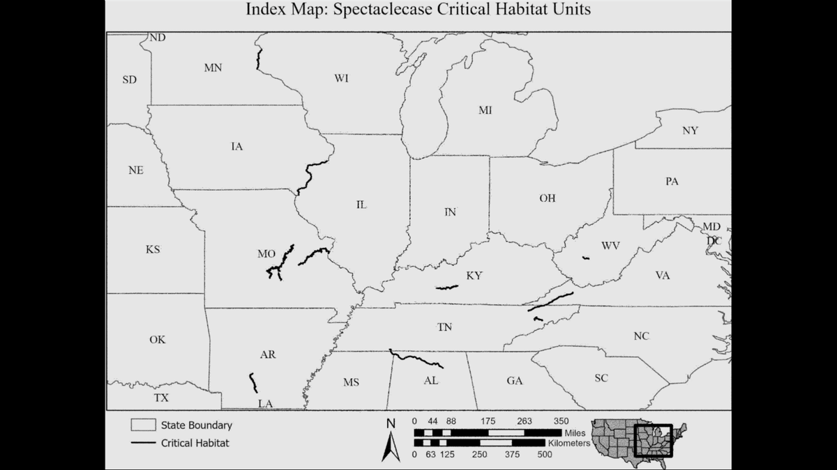 The spectaclecase mussel was once found in 61 rivers and streams.