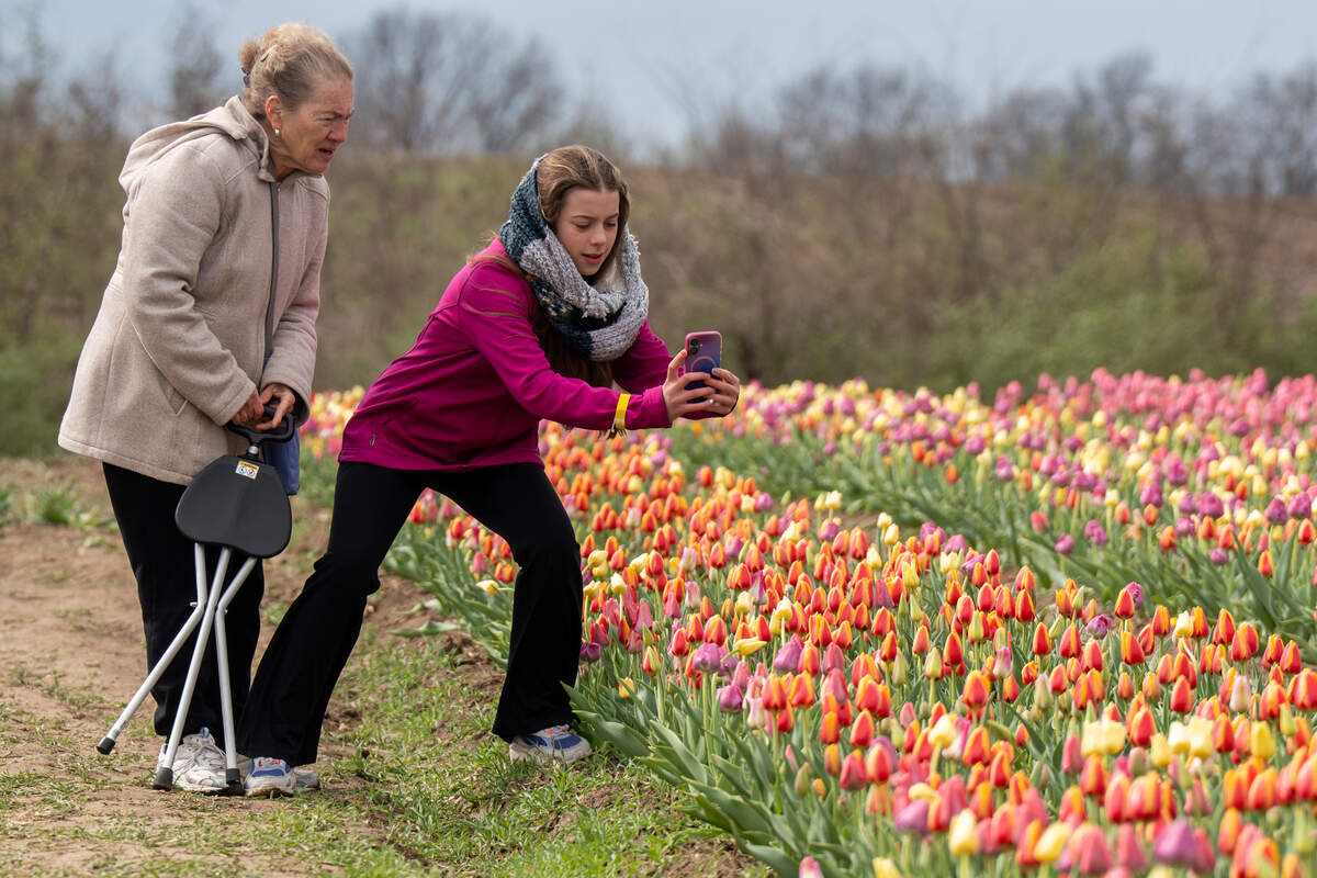 Brooklyn Davis, 13, leans over to take a better photo of flowers alongside Jean Davis at the Eckert’s Farm Tulip Trail on Friday in Belleville.