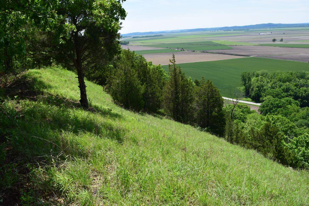 The cedar trees on the side of the hill in the new 965 acres will be part of the focus of Clifftop’s restoration of the site.