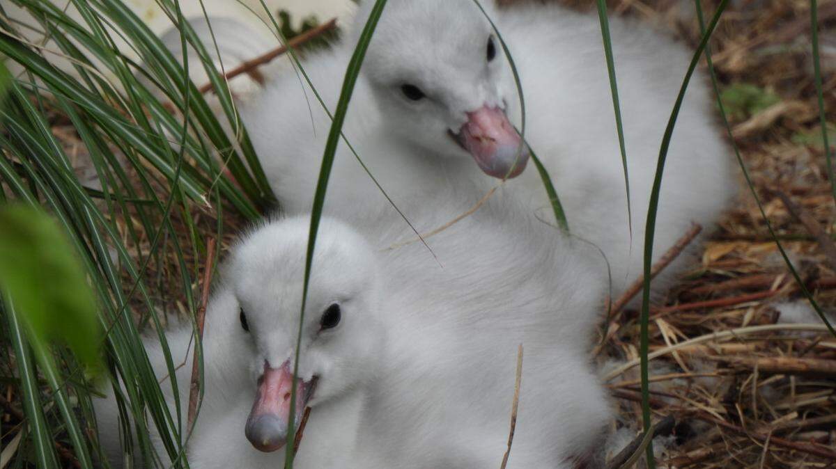 The Saint Louis Zoo’s trumpeter swan cygnets, born in May, will be part of the Oregon Restoration Project.