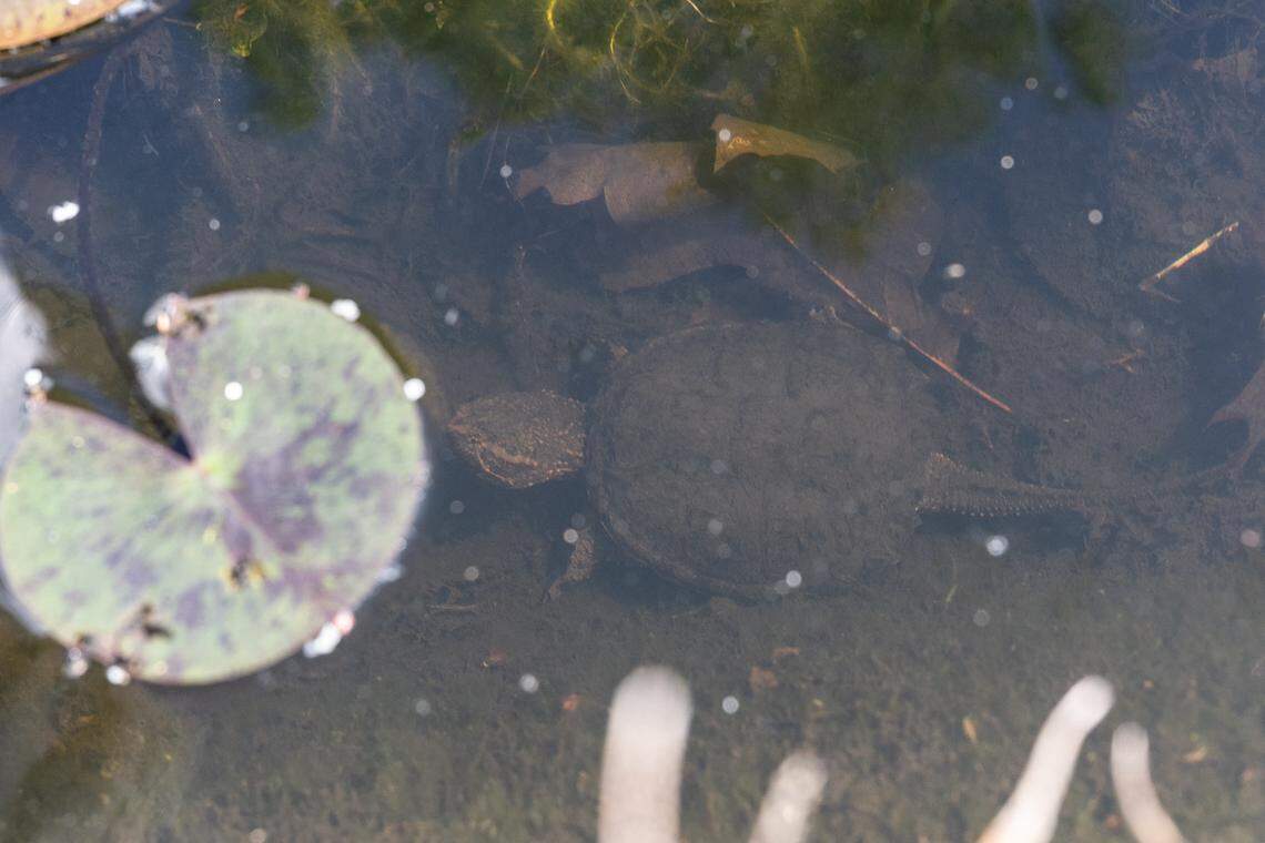 The lily pond in the backyard of the David Chamberlain house features coy fish and common snapping turtles.