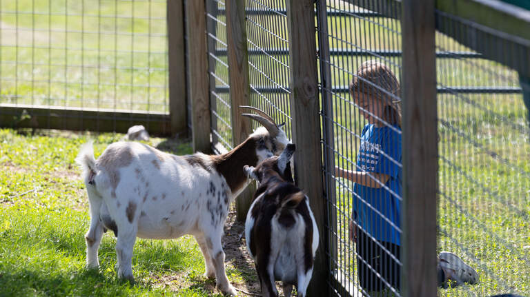Farm fun abounds in St. Louis metro-east. Here are four to visit this fall