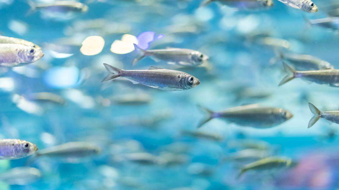 Fish not seen in Kentucky since 1986 may be added to federal ‘endangered’ species list