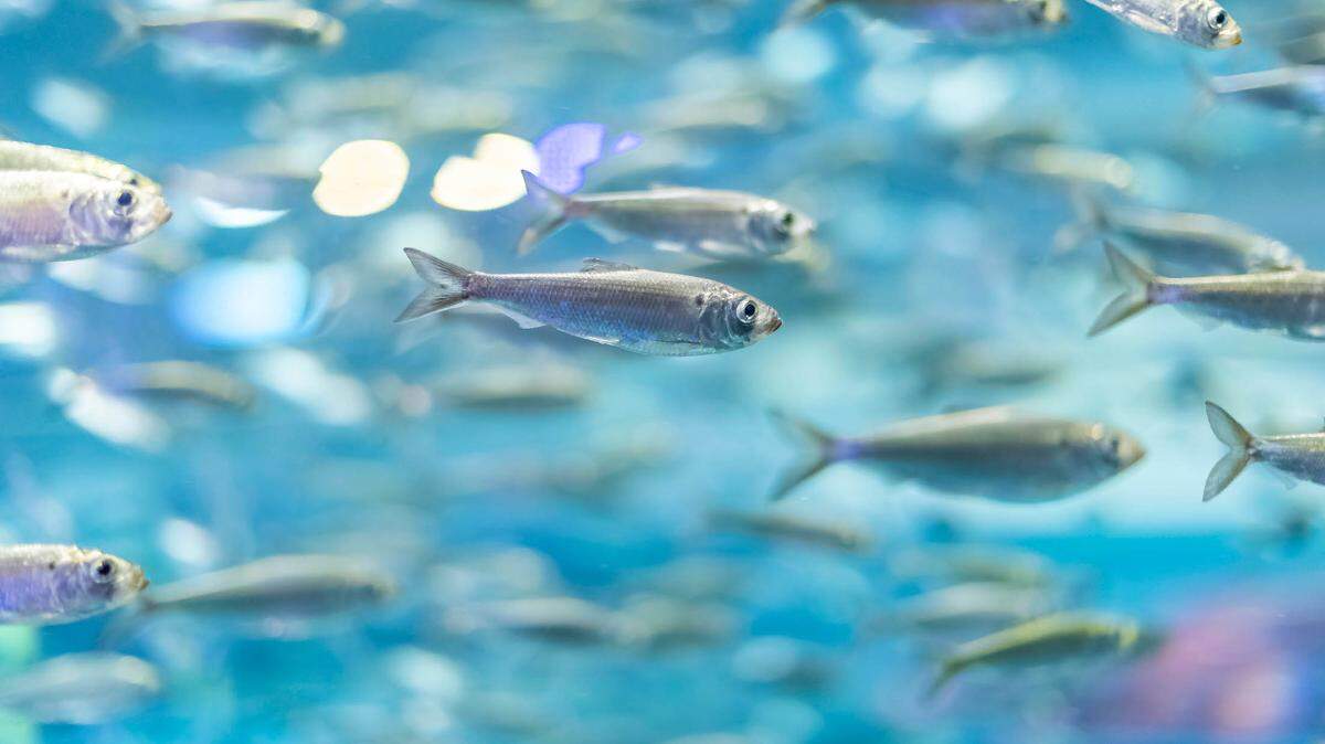 An Alabama shad at Ripley’s Aquarium is seen in this file photo. The species has not been spotted in Kentucky since 1986 and is being reviewed by federal agencies for potential inclusion on the “endangered” list.