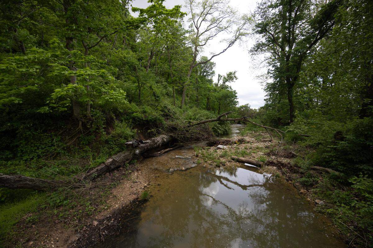 A bubbling brook greets you as you cross an old wooden bridge on the way to White Rock Nature Preserve.