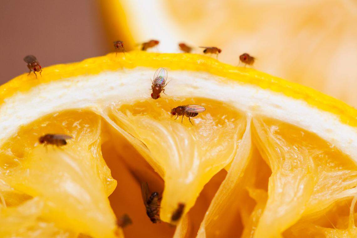 Fruit flies are coming for GA homes. Here’s how to keep them away for good