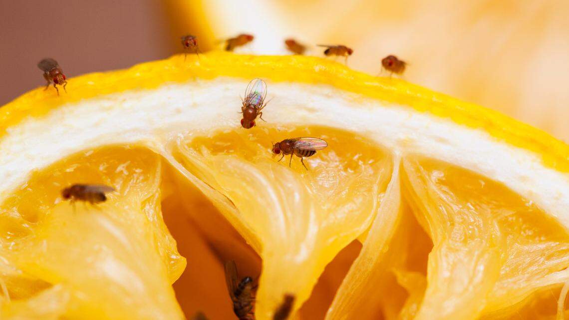 Do you have a fruit fly problem during Midwest heat? Here’s how to get rid of them