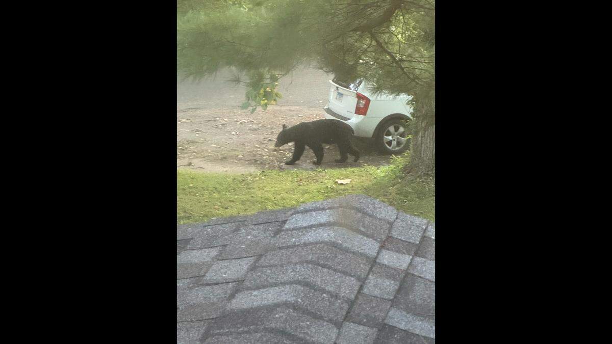 Justin Haile took this photo of a black bear on Granvue Drive in west Belleville at 6:50 a.m. Tuesday.