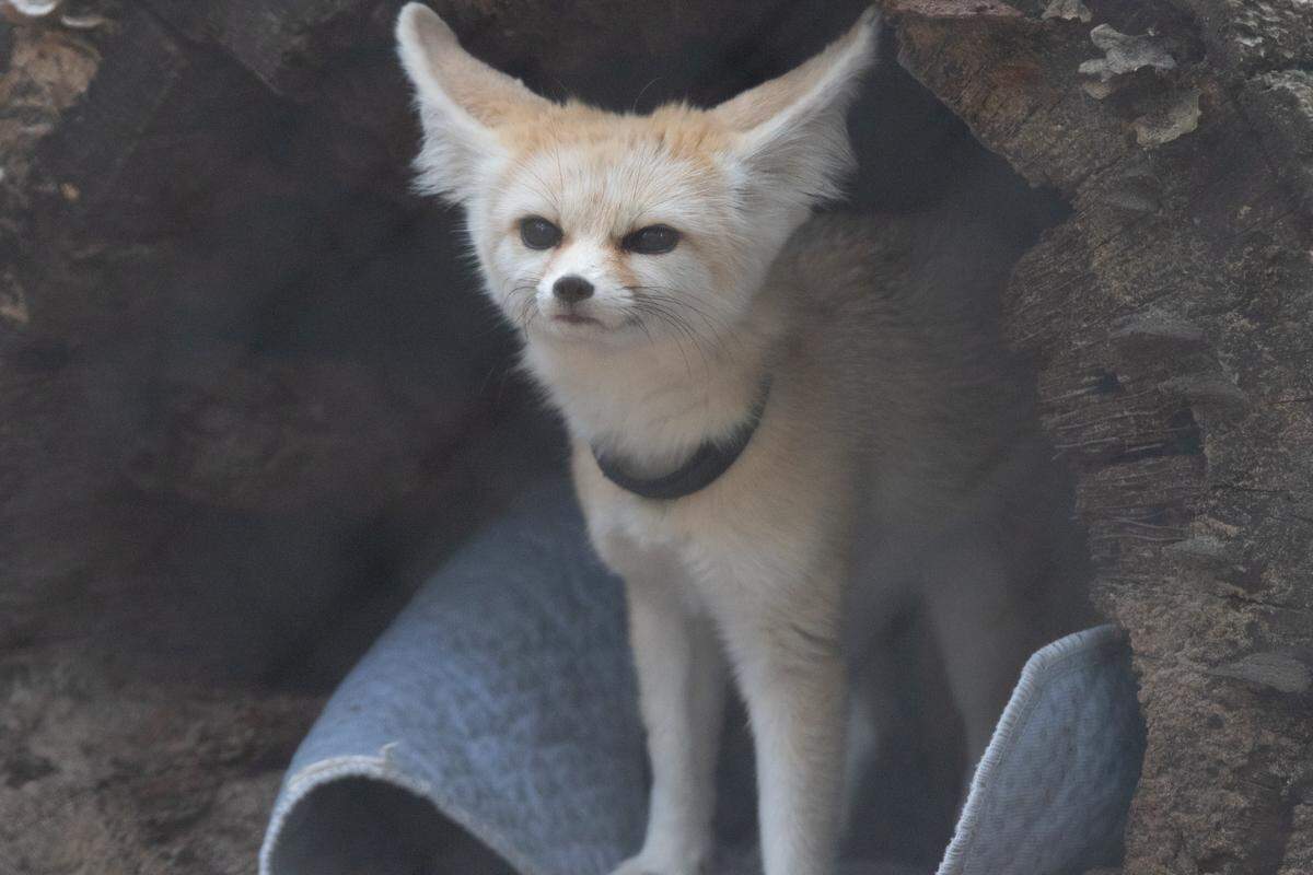 A fennic fox appears in its enclosure at the Wolf Sanctuary in Fenton, MO.