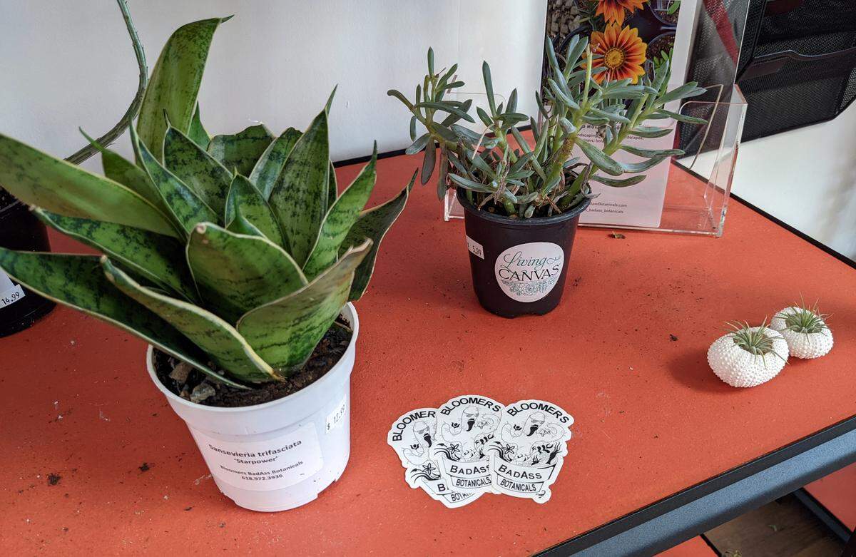 A variety of plants from Bloomers Badass Botanicals in Highland are available for purchase at Jan’s Naturals.