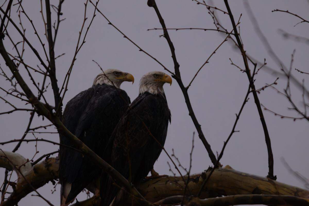 A pair of nesting bald eagles sits on a tree at Audubon Center at Riverlands March 26, 2024. Eagles are found along the Mississippi flyway throughout the year, but appear in spades around winter, when they go to the river to breed.