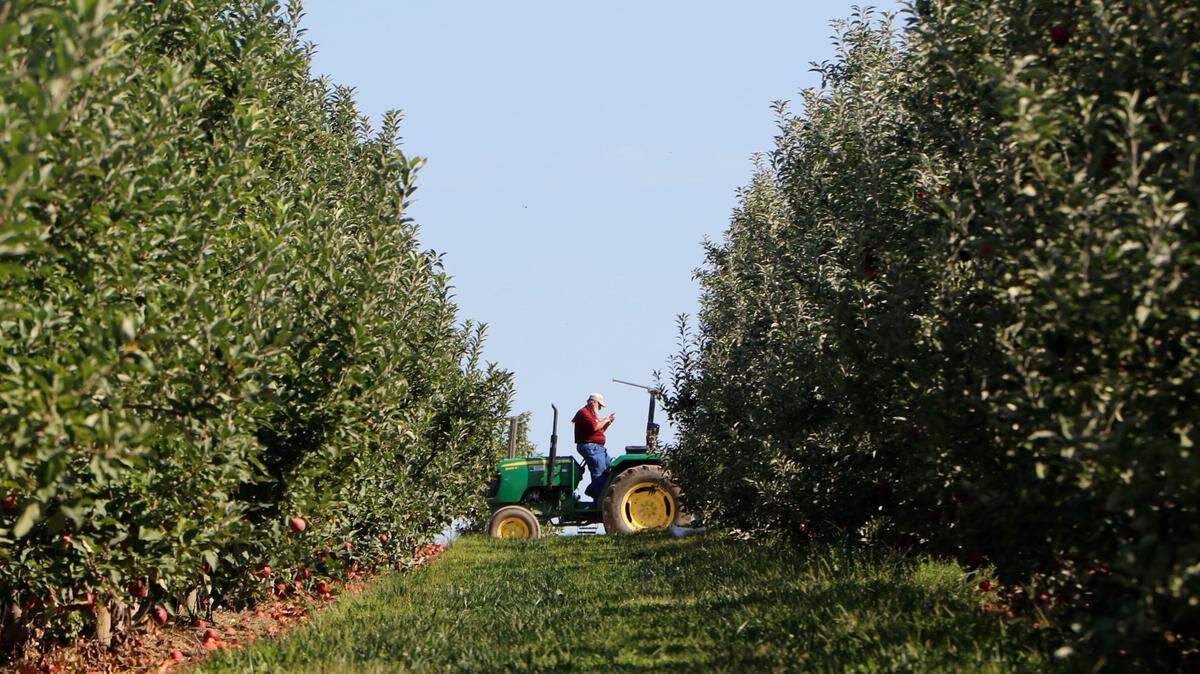 Eckert’s Farms hosted its annual AppleFest Saturday, Sept. 7, inviting visitors to venture out into the farm’s orchards and pick apples. Live music, food and games for kids also were offered.