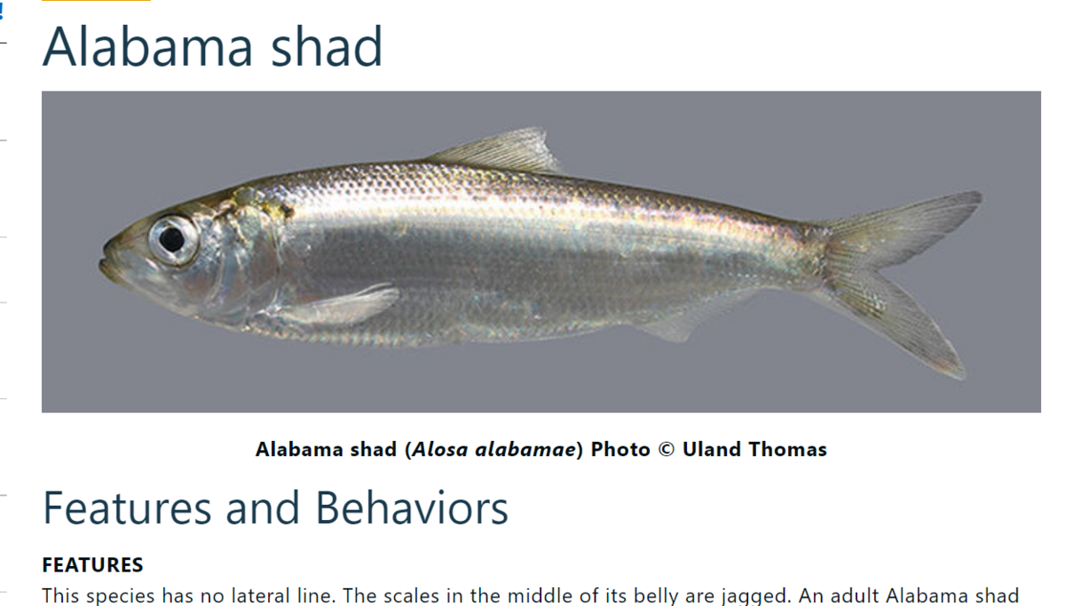 This screenshot from the Illinois Department of Natural Resources shows the Alabama shad.