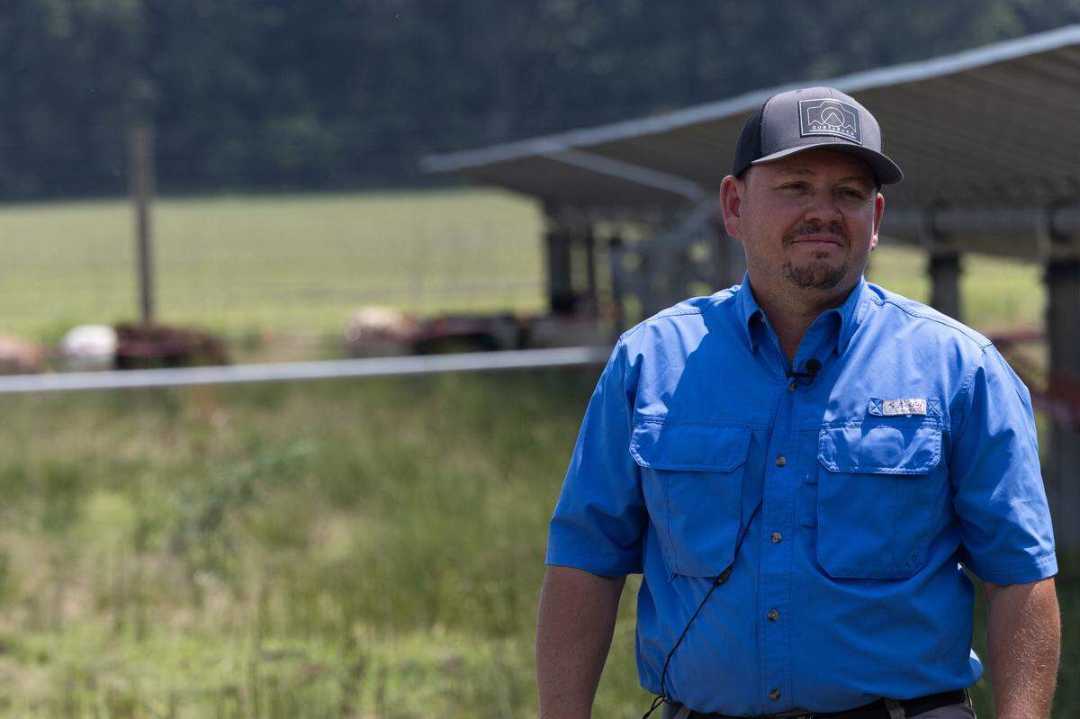 Sheep farmer Curtis Thompson has been operating his sheep as solar grazers since 2023. “It’s a win-win for the farmers and the companies,” Thompson said.