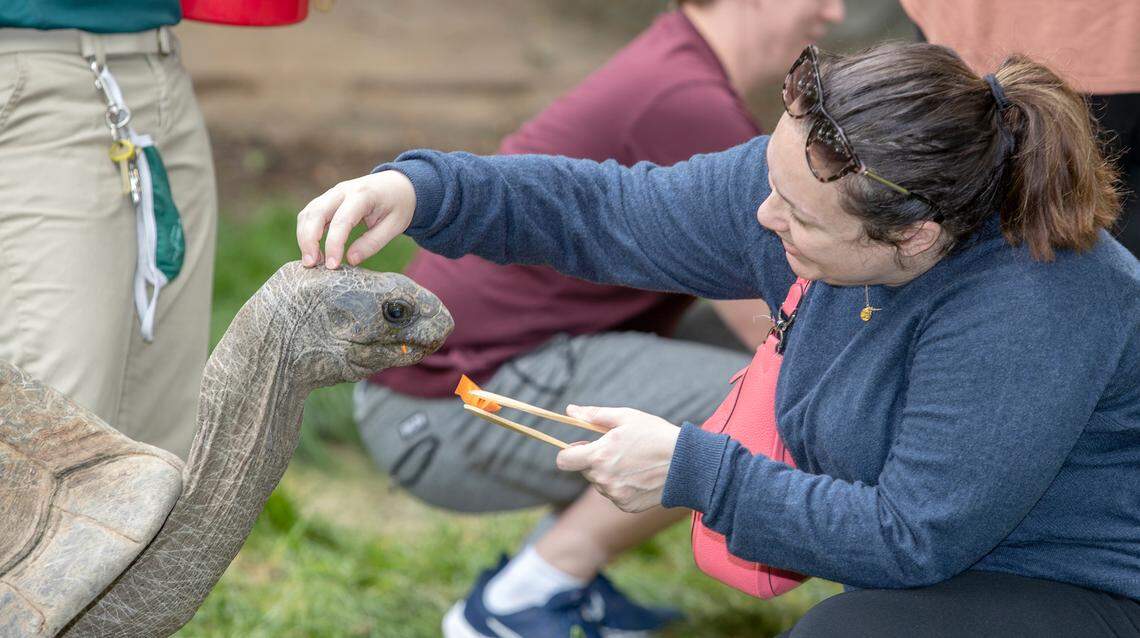Christine McMasters, of St. Charles, participates in a Tour de Tortoise experience at the St. Louis Zoo. The up-close and personal experience with Othello, Ray and their friends is one of the unique opportunities offered at the St. Louis Zoo.