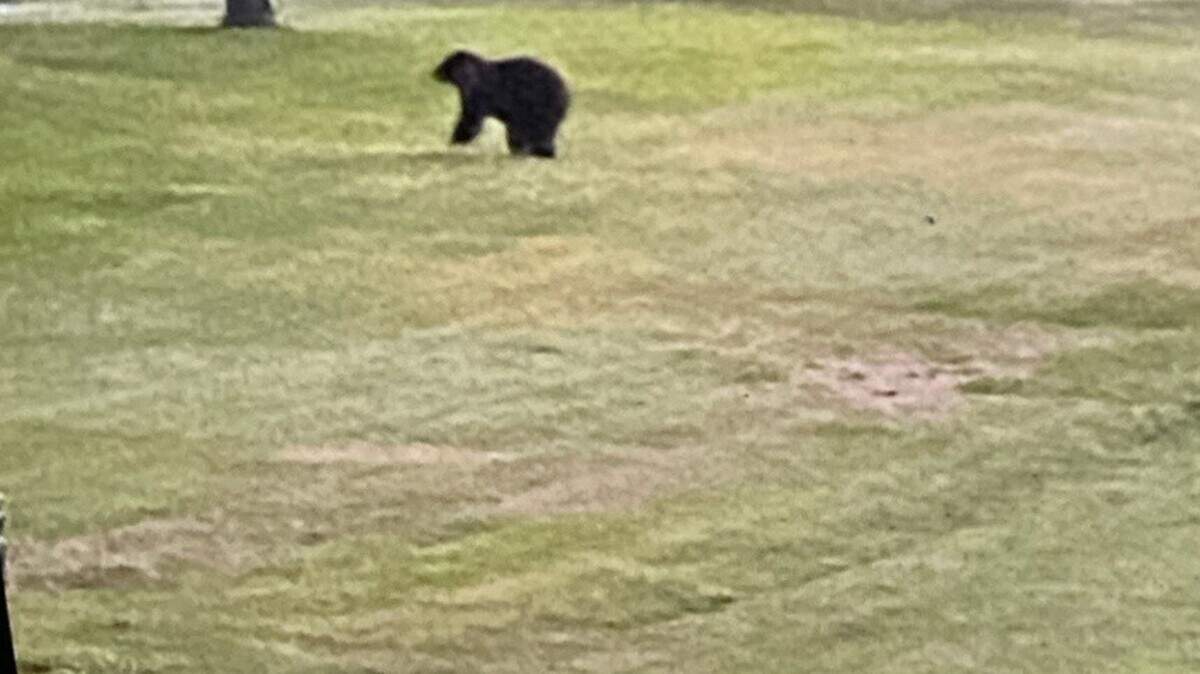 This male black bear was sighted in Randolph County, about 2 miles south of Evansville. It was reported to the sheriff’s department at approximately 8:30 p.m. Saturday. Conservation experts are confident the bear no longer is anywhere near this area.