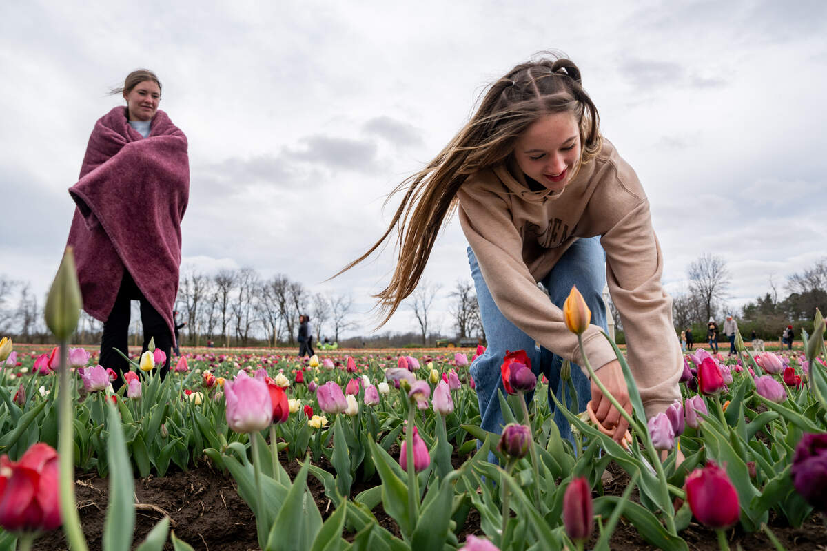 Renleigh Lacava, of Farmington, Missouri, right, cuts out a tulip while visiting the Eckert’s Farm Tulip Trail with family on Friday in Belleville.