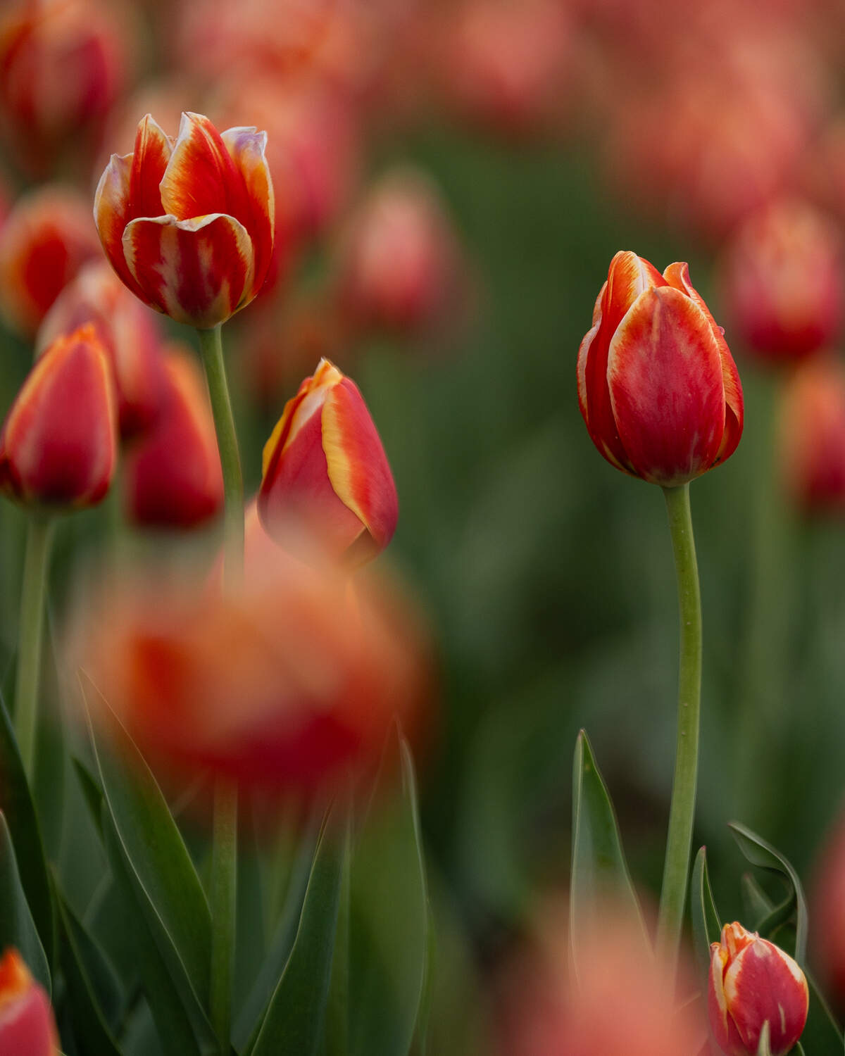 More than 300,000 tulip bulbs were planted for the Eckert’s Farm Tulip Trail, shown on Friday in Belleville.