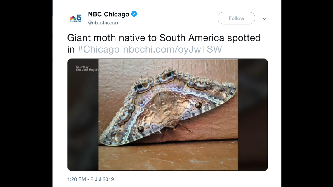 Giant black witch moth native to South America found far from home in Chicago.