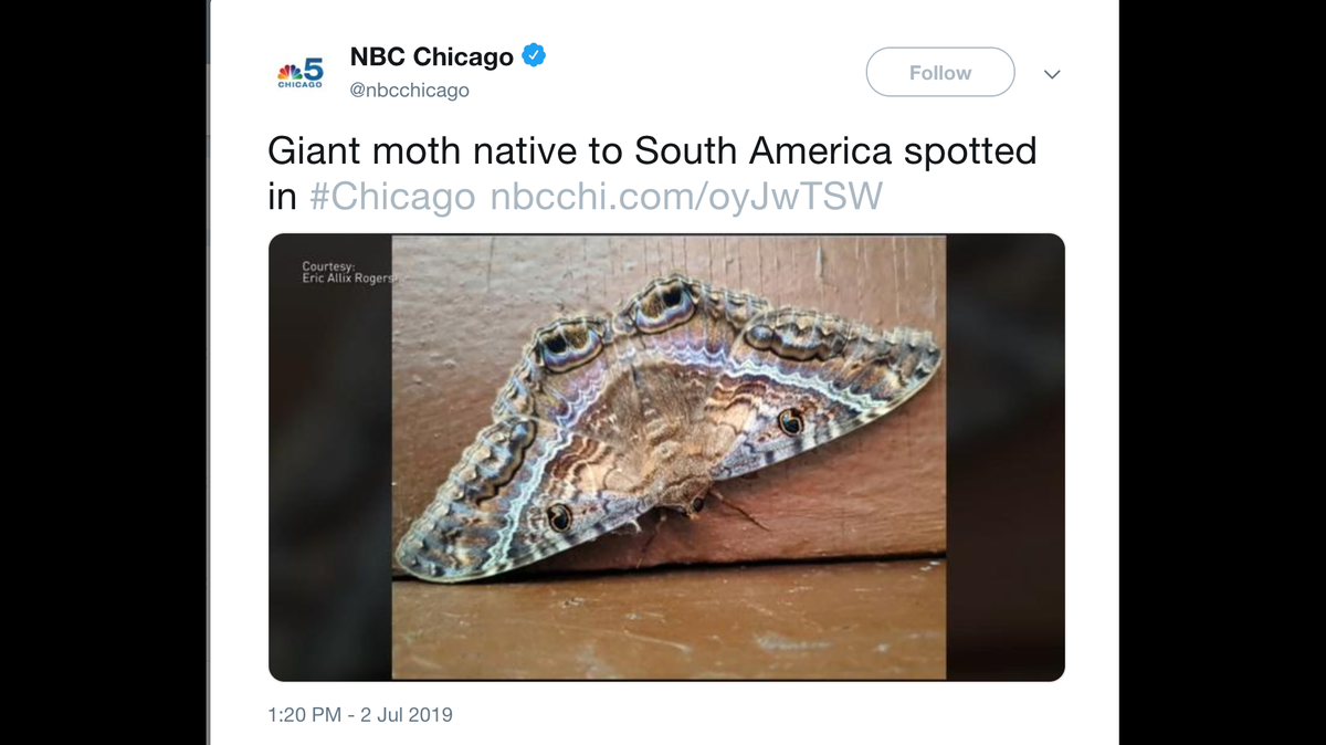 Giant black witch moth native to South America found far from home in Chicago.