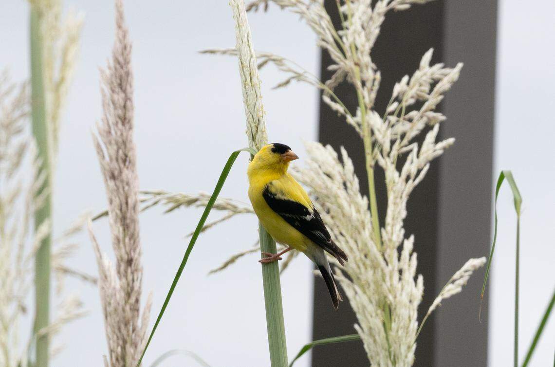 The American goldfinch enjoys black oil sunflower seeds.