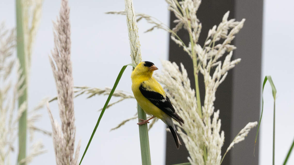 Check out 10 bird species you’ll likely catch at your Illinois feeder in late summer, fall