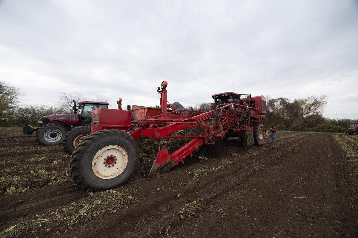 A massive tractor, essentially a repurposed potato harvester, is needed to harvest the horseradish roots on an acceptable timeline.