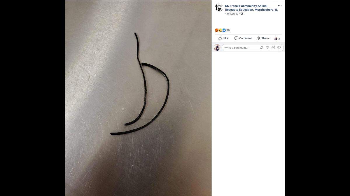 St. Francis Community Animal Rescue and Education in Illinois says a dog arrived this week with its mouth clamped shut by rubber bands.