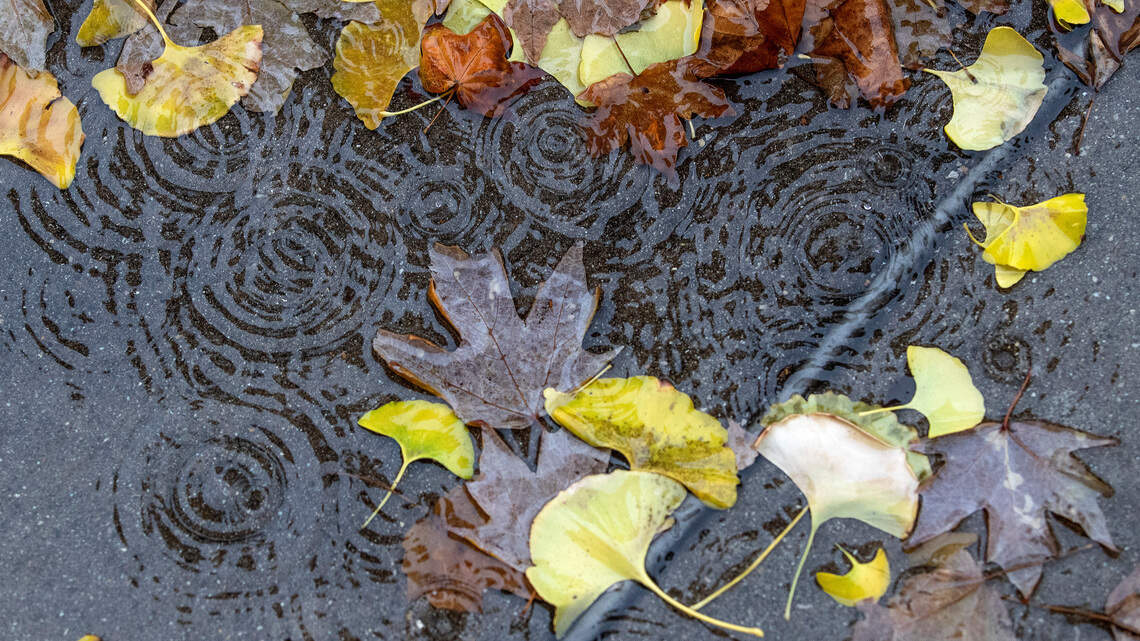 See the latest fall forecast for Belleville: A strong El Niño is expected