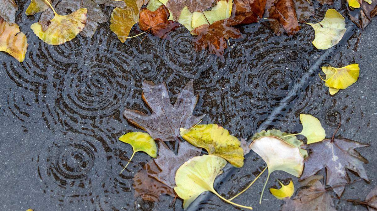 Dry conditions in the metro-east could delay peak fall foliage this year. Here’s when autumn colors are expected to peak.